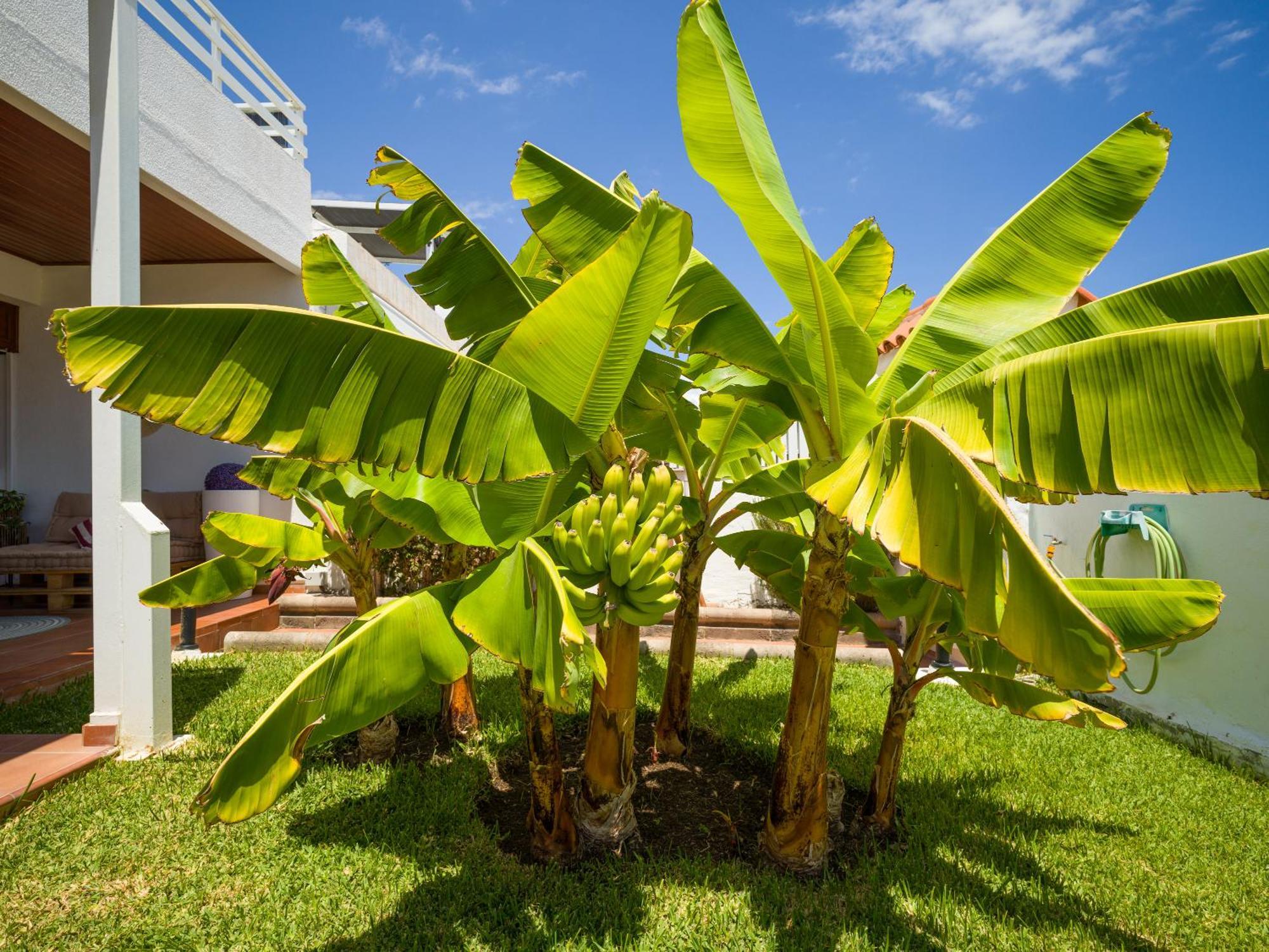 Banana House In Top Location By Tenpropertiesgc Maspalomas  Eksteriør bilde